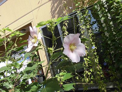 ミニミニ家庭菜園＆ミニガーデニング　芙蓉の花